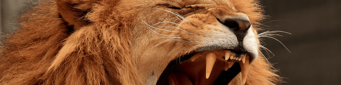 lions breath