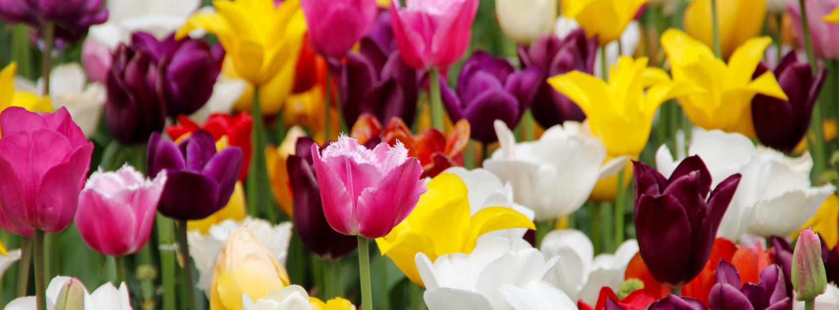 Lente Gids 2025